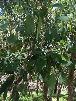 Western australian floodedgum(Eucalyptus rudis)