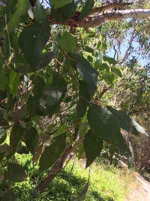 Western australian floodedgum(Eucalyptus rudis)