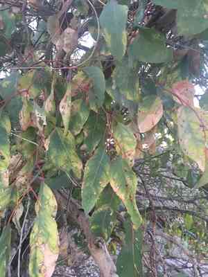Western australian floodedgum(Eucalyptus rudis)