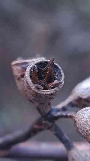 Sydney blue gum(Eucalyptus saligna)