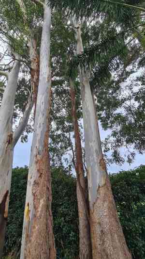 Sydney blue gum(Eucalyptus saligna)