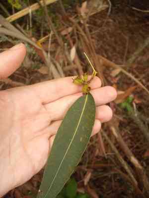 Sydney blue gum(Eucalyptus saligna)