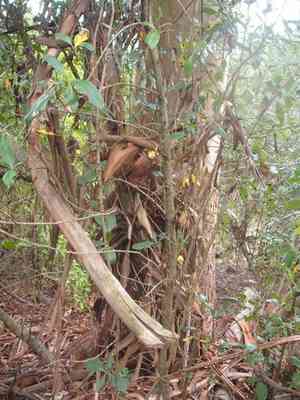 Sydney blue gum(Eucalyptus saligna)