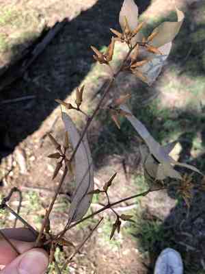Forest red gum(Eucalyptus tereticornis)
