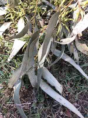 Forest red gum(Eucalyptus tereticornis)