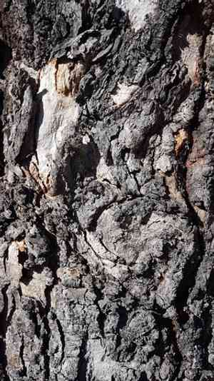 Forest red gum(Eucalyptus tereticornis)