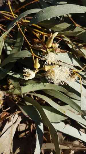 Forest red gum(Eucalyptus tereticornis)