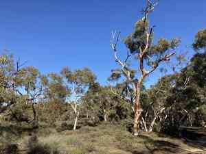 Wandoo(Eucalyptus wandoo)