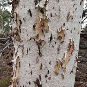 Wandoo(Eucalyptus wandoo)
