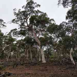 Wandoo(Eucalyptus wandoo)