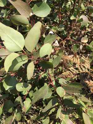 Eucalypts (Eucalyptus)(Eucalyptus)