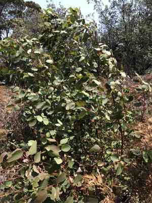 Eucalypts (Eucalyptus)(Eucalyptus)