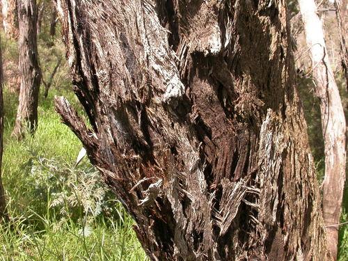 Eucalypts (Eucalyptus)