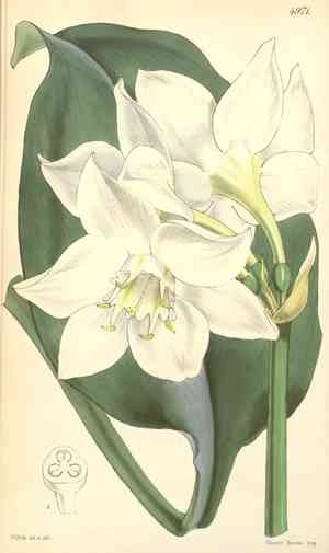 Amazon Lily(Eucharis amazonica)