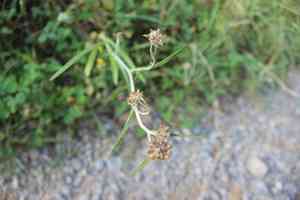 Tropical creeping cudweed(Euchiton sphaericus)