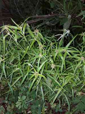 Tropical creeping cudweed(Euchiton sphaericus)