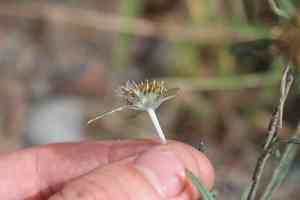 Tropical creeping cudweed(Euchiton sphaericus)