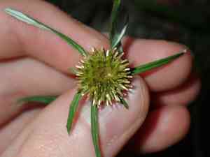 Tropical creeping cudweed(Euchiton sphaericus)