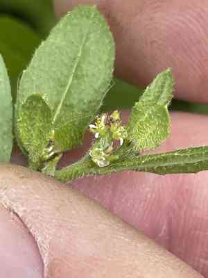 Syrian mustard(Euclidium syriacum)