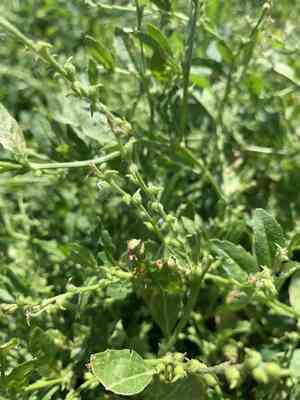 Syrian mustard(Euclidium syriacum)
