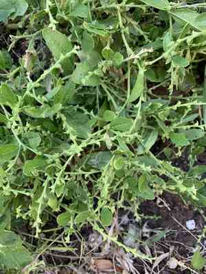 Syrian mustard(Euclidium syriacum)