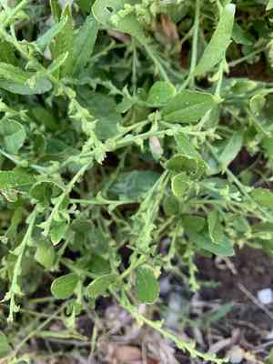 Syrian mustard(Euclidium syriacum)