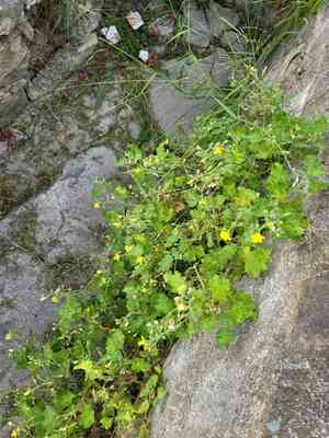 Lobed-leaf stingbush(Eucnide lobata)