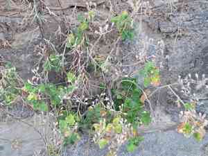 Lobed-leaf stingbush(Eucnide lobata)