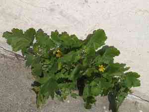 Lobed-leaf stingbush(Eucnide lobata)