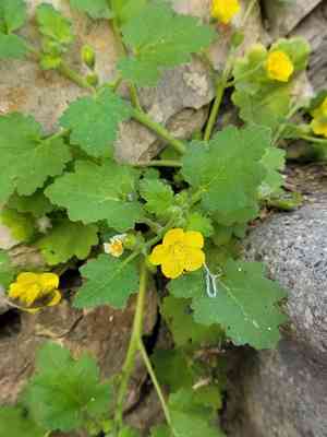 Lobed-leaf stingbush(Eucnide lobata)