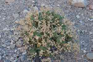 Desert stingbush(Eucnide urens)