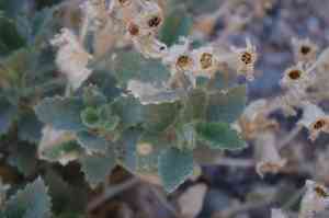 Desert stingbush(Eucnide urens)