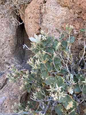 Desert stingbush(Eucnide urens)
