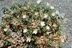 Desert stingbush(Eucnide urens)
