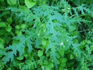 Spotted hideseed(Eucrypta chrysanthemifolia)