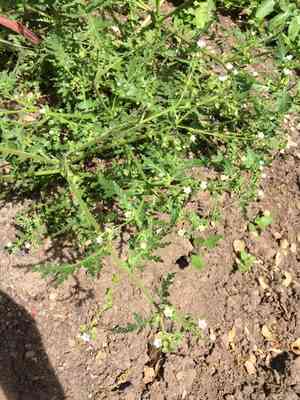 Spotted hideseed(Eucrypta chrysanthemifolia)