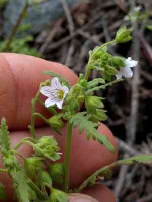 Spotted hideseed(Eucrypta chrysanthemifolia)