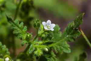 Spotted hideseed(Eucrypta chrysanthemifolia)
