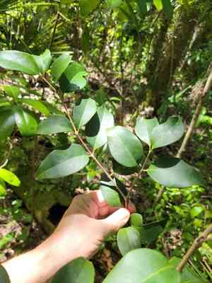 White stopper(Eugenia axillaris)