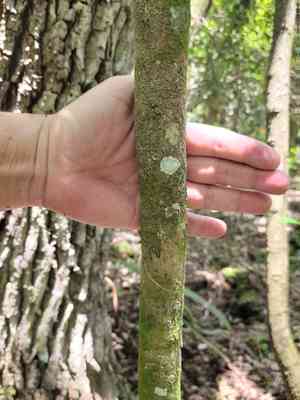 White stopper(Eugenia axillaris)