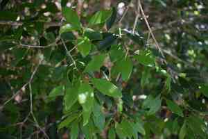White stopper(Eugenia axillaris)