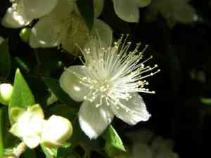 Grumichama(Eugenia brasiliensis)