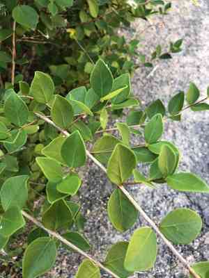 Mountain stopper(Eugenia reinwardtiana)