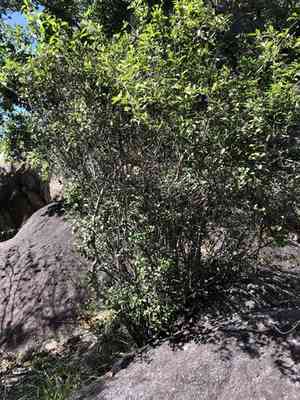 Mountain stopper(Eugenia reinwardtiana)