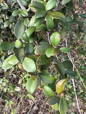 Mountain stopper(Eugenia reinwardtiana)