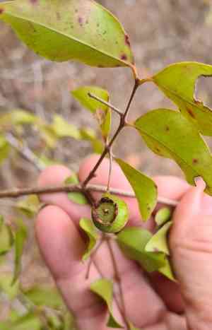 Stoppers (Eugenia)(Eugenia)