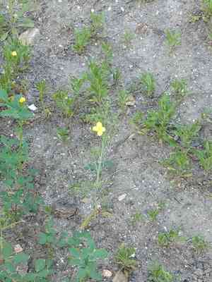 California primrose(Eulobus californicus)