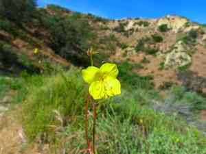 California primrose(Eulobus californicus)