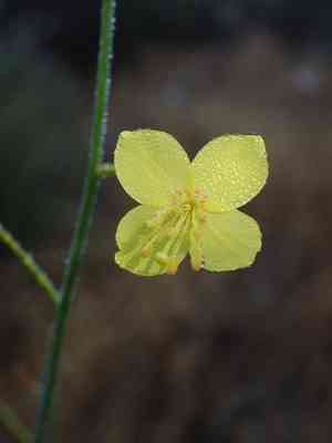 California primrose(Eulobus californicus)