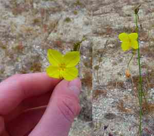 California primrose(Eulobus californicus)